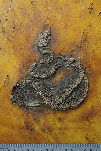 tam-47-milyon-yillik-bilim-insanlarindan-inanilmaz-kesif-dunya-tarihinin-en-eski-piton-yilaninin-kalintilari-1608133641153.jpeg Tam 47 milyon yıllık! Bilim insanlarından inanılmaz keşif! Dünya tarihinin en eski piton yılanının kalıntıları...-4