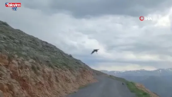 Kartal'ın yılan avı kamerada! | Video