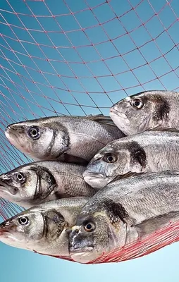 Türk balığı 37 ülkeye "uçarak" girdi