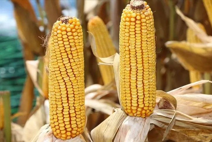 Mısırın bilinmeyen faydaları ortaya çıktı