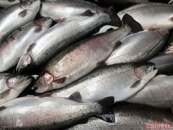 Yıllık kazançları 1 milyar TL! Deniz olmayan şehir Malatya'dan Avrupa ve Rusya'ya somon ihraç ediyorlar - 9