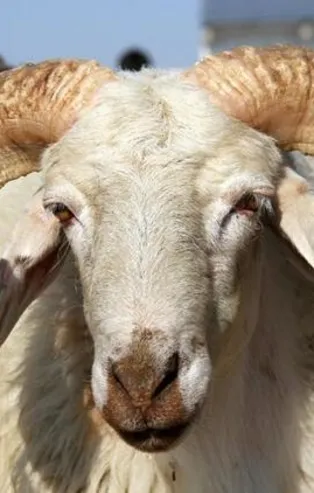 Kurban Bayramı ne zaman 2020? Kurban Bayramı’nda sokağa çıkma yasağı olacak mı?