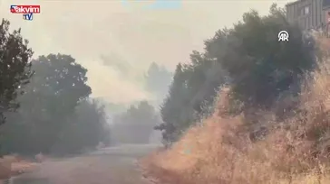 Çanakkale Ayvacık Ahmetçe'de orman yangını