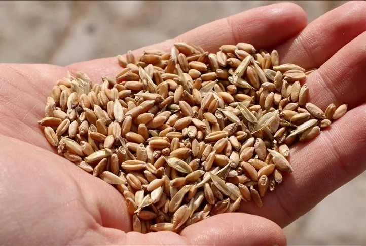 Ata tohumlarına yoğun ilgi geldi