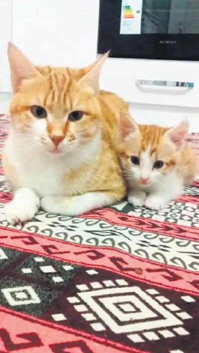 saglik-durumu-iyi-1605394674570.jpg Tokatlı 14'lü sokakta tanıştığı kediyi tedavi ettirmek için dürümcüde işe girdi-2