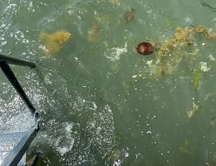 Dikkat! Hepsi zehirli ve kıyıya vurdu