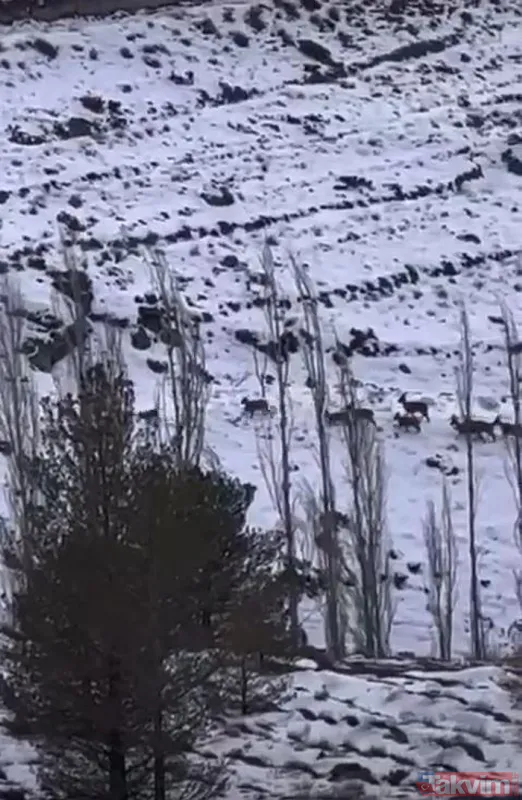 Erzincan'da dağ keçilerini takip eden kurt sürüsü görüntülendi - 7