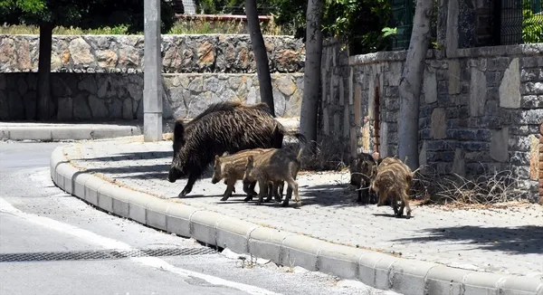 Bodrum'da aç kalan domuz sürüsü ilçe merkezine indi-5
