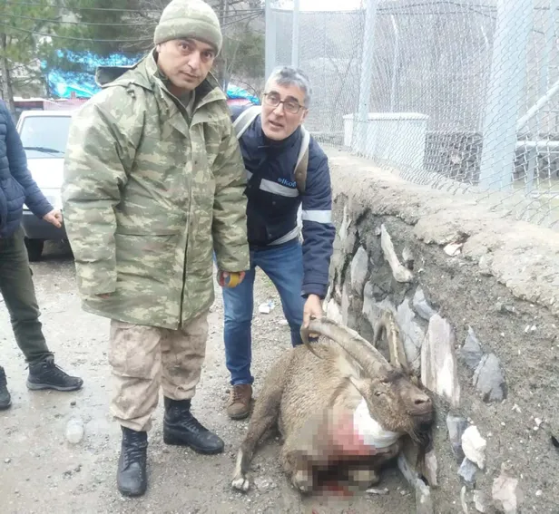 Yaralı dağ keçisine Mehmetçik'ten şefkat eli-2