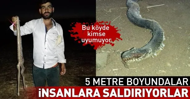 Diyarbakır’da bir köy diken üstünde! 3-5 metrelik yılanlar insanlara saldırıyor