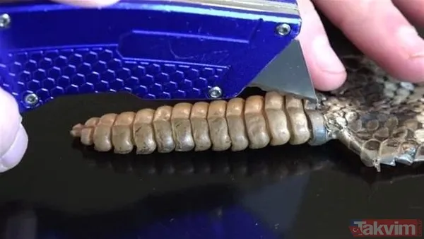 Çıngıraklı yılanın kuyruğundan çıkanlar görenleri şoke etti! Sonrasında ise... - 16