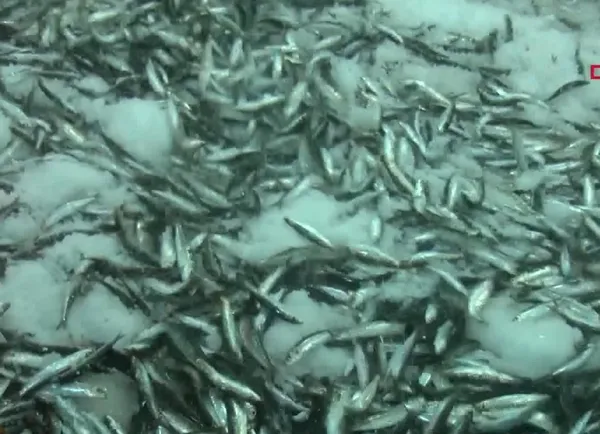 canakkalede-yeni-sezonun-ilk-avinda-5-ton-sardalya-yakaladilar-1598926932442.jpeg Çanakkale’de yeni sezonun ilk avında 25 ton sardalya yakaladılar-4