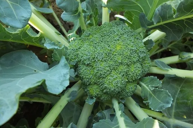 Zayıflatan 27 süper gıda listesi! - 18