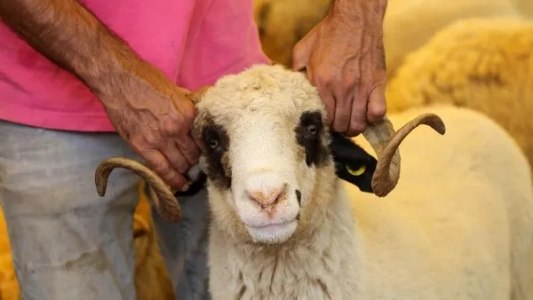 2021 kurbanlık fiyatları! Büyükbaş, küçükbaş kurban fiyatı! Kurban vekalet ücreti ne kadar?-4