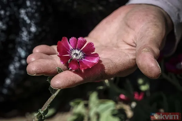 Dünyada sadece Ankara Gölbaşı'nda yetişiyor! 'Sevgi çiçeği' özel koruma altında - 13