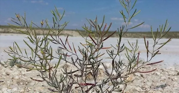 Uzaydaki "Tuz Gölü bitkisi deneyi"nin sonuçları paylaşıldı: Gerekli özelliklere sahip