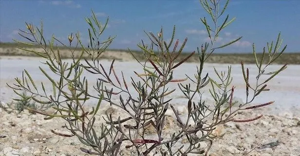 Uzaydaki Tuz Gölü bitkisi deneyinin sonuçları paylaşıldı: Gerekli özelliklere sahip