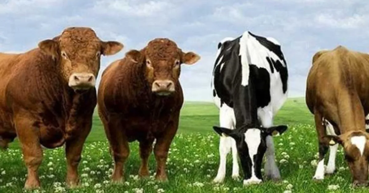 faizsiz hayvan kredisi