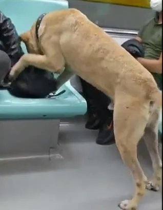 İstanbul'da "Boji" tartışması: Hayvanseverlerin hedefinde olan İmamoğlu'nun PR çalışması da tepkilerin odağında!-7