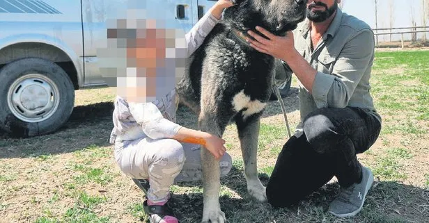 7 sokak köpeğinin saldırısına 9 yaşındaki kızın babası isyan etti: Bir çocuğun canı bu kadar mı kıymetsiz!
