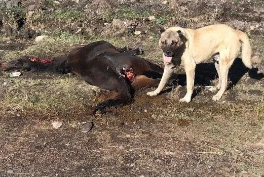 CHP’li İBB’nin hayvan katliamı!