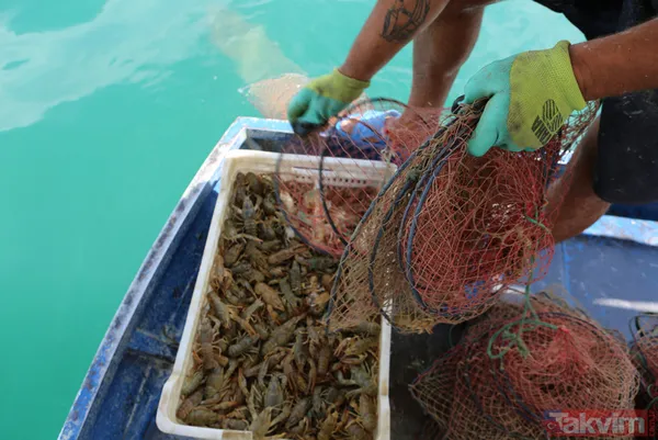 Ayda 100 bin lira kazanıyor! İşletme bitirip köyüne döndü kerevit avlayıp satıyor - 12