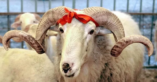 Kurban Bayramı 1. günü ne zaman? 2025 Kurban Bayramı hangi tarihte başlıyor ve bitiyor?