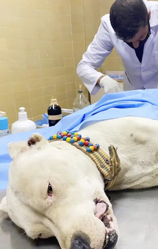 Hem pitbullu bıçaklandı hem dayak yedi hem de ceza kesildi