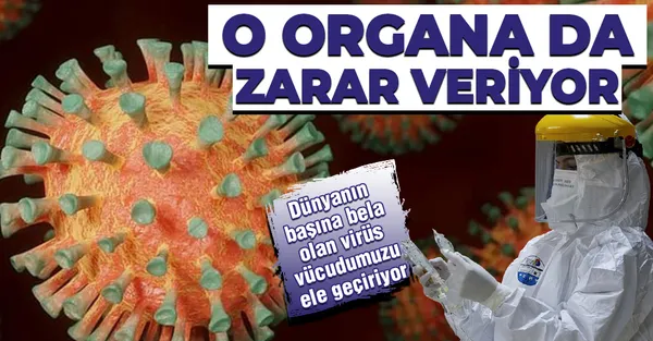 Vücudumuzu adeta ele geçiriyor! Koronavirüsün o organa da zarar verdiği ortaya çıktı!-1