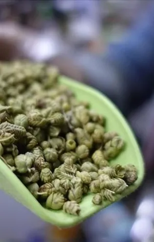 Kazanç için kekik ekin