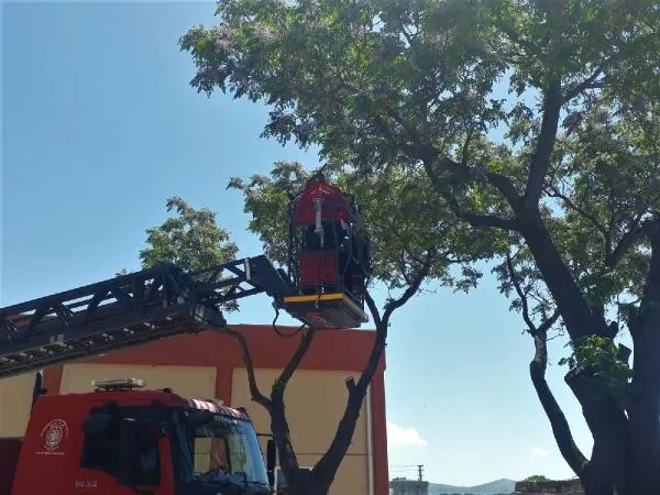 Kediyi kurtarmak için ağaca çıkan lise öğrencisi ağaçta mahsur kaldı-2