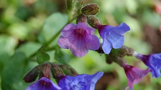 ciger otu nedir ciger otu faydalari