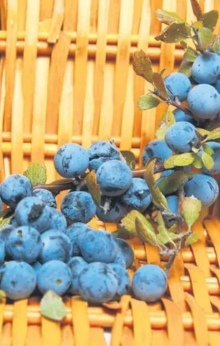 Ünlülerin son gözdesi güvem eriği oldu! Ajda Pekkan, Gülşen ve Yasemin Özilhan...