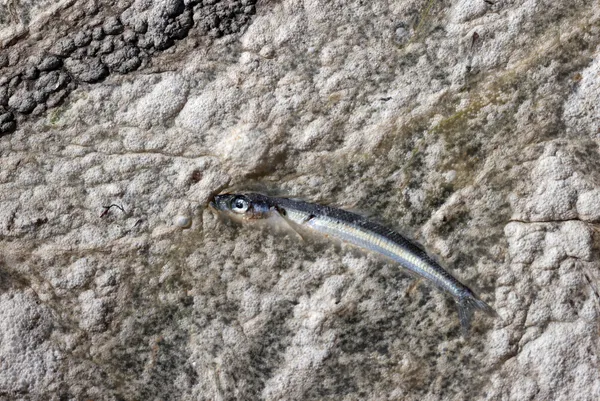 son-dakika-marmara-denizi-musilajla-deniz-salyasi-kaplandi-uzmanlar-uyardi-midye-yemeyin-felc-kalabilirsiniz-1622882656763.jpg SON DAKİKA: Marmara Denizi müsilajla (deniz salyası) kaplandı! Uzmanlar uyardı: Midye yemeyin felç kalabilirsiniz-15