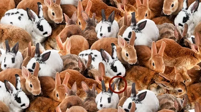 Zeka testi dumur etti: 1289 kişi denedi 34'ü 12 saniyede nihayete erdi! Tavşanların içindeki kedi bakın nerede?-3