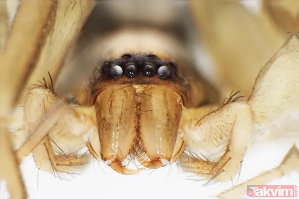 Dünyada sadece Kahramanmaraş'ın Göksun ilçesinde yaşıyor! Yeni keşfedilen örümceğe 'Turkocranum' ismi verildi - 10
