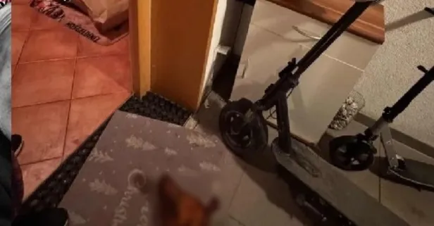 Avusturya'da ırkçı saldırı: Türk ailenin kapısına domuz Kafası bıraktılar