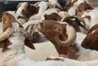 Kurban üreticisine müjde: Satılamayan hayvanları ESK alacak