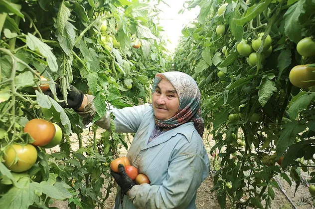 Suudi Arabistan'dan Çin'e Rusya'dan Almanya'ya tüm ülkeler sıraya girdi! Denizli'de üretiliyor! Tam 1.6 kilo...