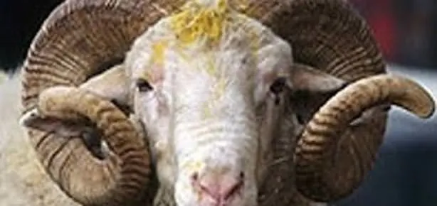 Koçlu koçsuz kaldı