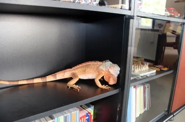 Düzce'de cami deposundan 82 santim uzunluğunda iguana çıktı! Görenler şaşkına döndü