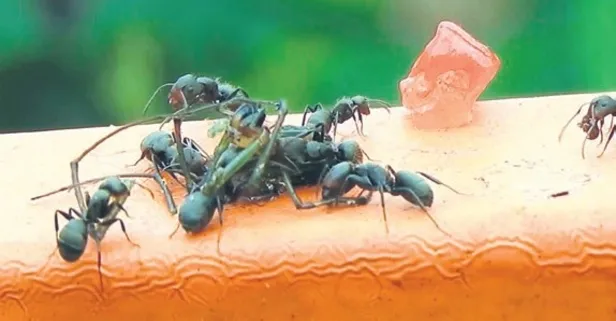 Akdeniz’in istilacı karıncası Avrupa’ya yayılıyor: Elektrik ve interneti kesiyorlar