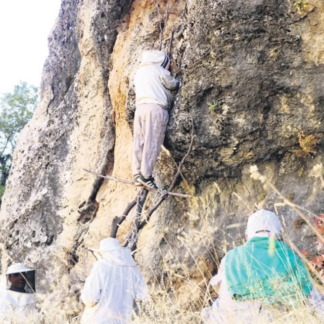 Hakkari’de cesur arıcılar kayalıkta kaya balı topladı
