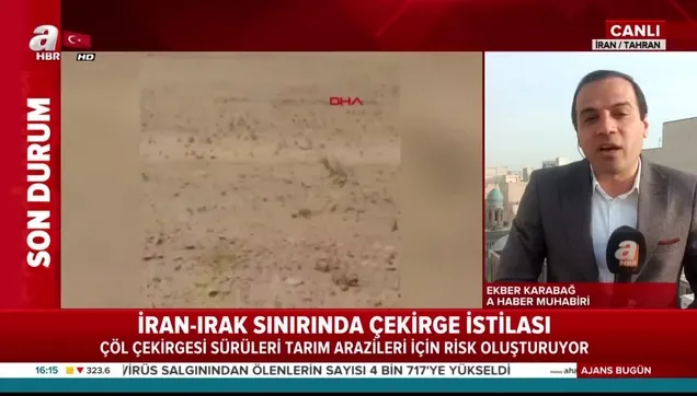 İran - Irak sınırında çekirge istilası