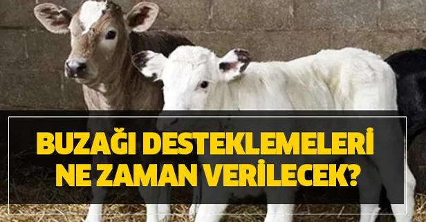 2019 Buzagi Desteklemeleri Odemeler Ne Zaman Hesaba Yatacak 2020 Yili Buzagi Parasi Kac Para Nasil Alinir Takvim