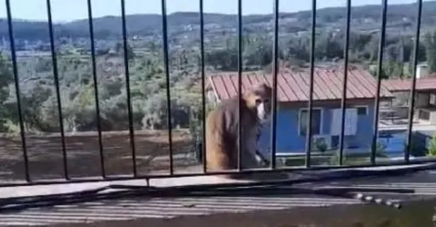 Muğla'da başıboş maymun alarmı! Jandarma yakaladı