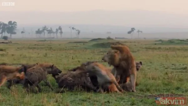 Cesur aslan onlarca sırtlanın arasında girdi! Vahşi doğada şoke eden kare! Sonrasında ise kaçınılmaz ölüm - 22