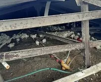 Sakarya’da çiftliğin çatısı çöktü! 25 bin tavuk...