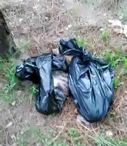 Denizli'de ormanlık alanda dehşet! Poşetlerin içinden 6 kedi ölüsü bulundu-2