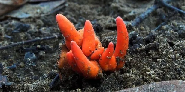 Dünyanın en tehlikeli mantarı! Dokunmak bile yetiyor... - 1